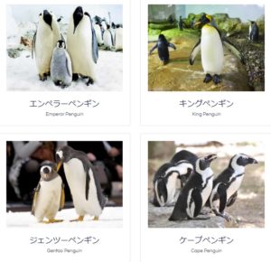 アドベンチャーワールドのペンギン